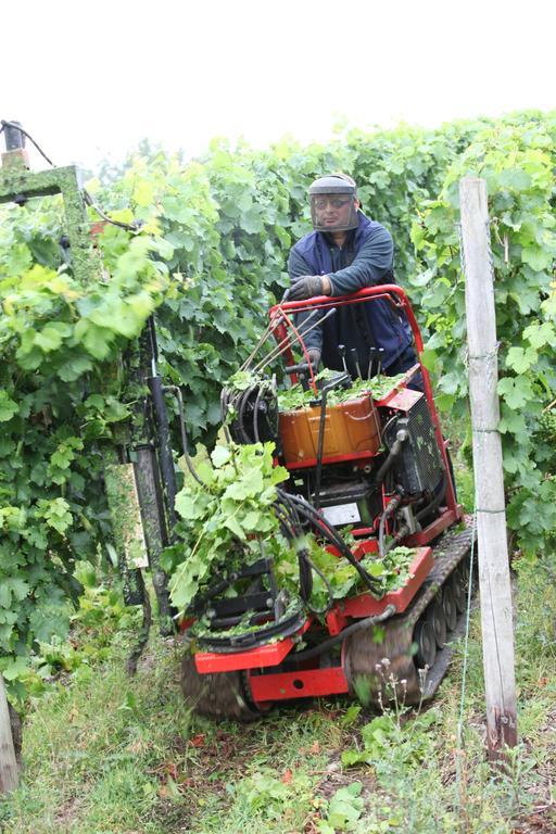 Weingut Pension Gibbert-Pohl Briedel Exteriör bild